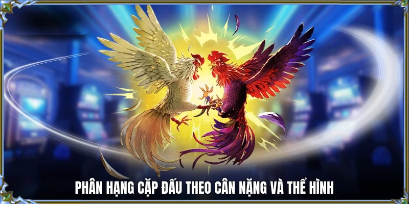 Phân hạng cặp đấu theo cân nặng và thể hình