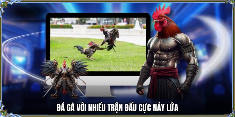 Đá gà với nhiều trận đấu cực nảy lửa
